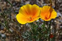 Schlafmützchen  Nicht nur das Englische, auch das Deutsche hält mehrere Namen für die hübsche, ursprünglich im amerikanischen Südwesten beheimatete Mohnart bereit, der wir auf unserer Fahrt zur Südküste hinab als vorherrschendem Straßenrandbewuchs begegneten.   California poppy, Golden poppy or California sunlight  (Eschscholzia californica)  Kalifornischer Mohn