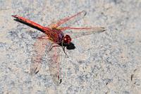 Wärmeliebend  Bereits im Mai ist diese Heidelibelle im südeuropäischen Raum unterwegs, ein Umstand, dem sie ihren deutschen Namen verdankt. Ihre nördlichen Verwandten fliegen erst später im Jahr. Wir fanden sie genau dort, wo sie sich am liebsten aufhält: auf einem warmen Stein an einem ruhigen Tümpel am Schluchtgrund.    Red-veined darter   (Sympetrum fonscolombii)  male Frühe Heidelibelle