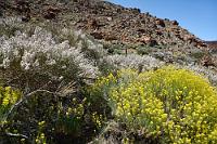 Weißer Ginster  Was in der Caldera nicht gelb leuchtet, blüht meist weiß und buschig vor sich hin, duftet stark und heißt 'Teideginster'. Weil – man ahnt es schon – auch diese Ginstervariante ausschließlich (bis auf ein paar wenige Büsche auf La Palma) auf Teneriffa gedeiht.  Teide (white) broom  (Cytisus supranubius, syn. Spartocytisus supranubius)  Teideginster Flixweed  (Descurainia bourgaeana)