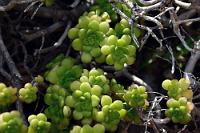 Zwergen-Dickblatt  Nur auf Teneriffa und La Palma wächst dieses kleine 'Zwergen'-Aeonium – im Unterholz an den Böschungen des Anaga Wanderweges besonders zahlreich.   Dwarf Aeonium  Aeonium sedifolium)  Mauerpfefferblättriges Aeonium
