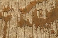 Windbruch  Fast wie ein Kartenausschnitt mit Längenkreisen sehen diese Windverwerfungen in einem Weizenfeld aus.  Aufgenommen über Mecklenburg/Vorpommern